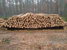 Sprzedaż drewna w leśnictwach