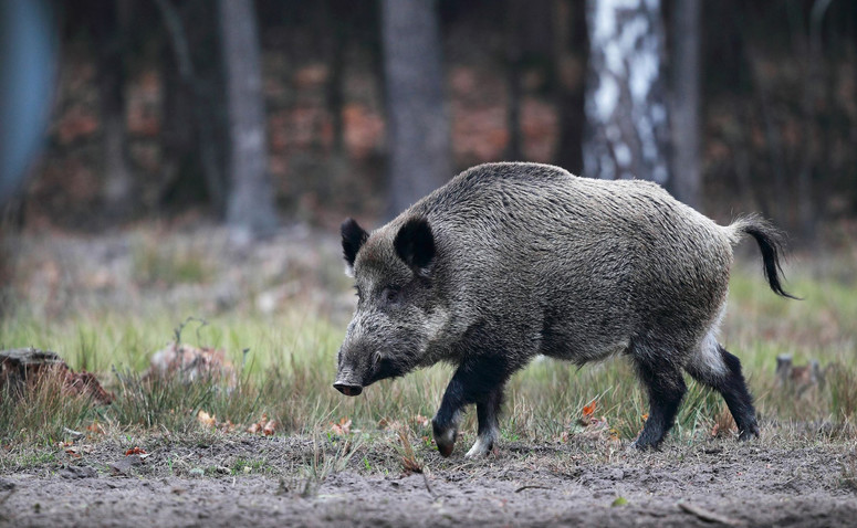 AFRYKAŃSKI POMÓR ŚWIŃ