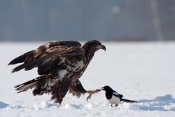 Bielik&#x20;&#x20;&#x28;Haliaeetus&#x20;albicilla&#x29;